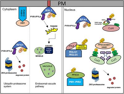 Core Components of Abscisic Acid Signaling and Their Post-translational Modification